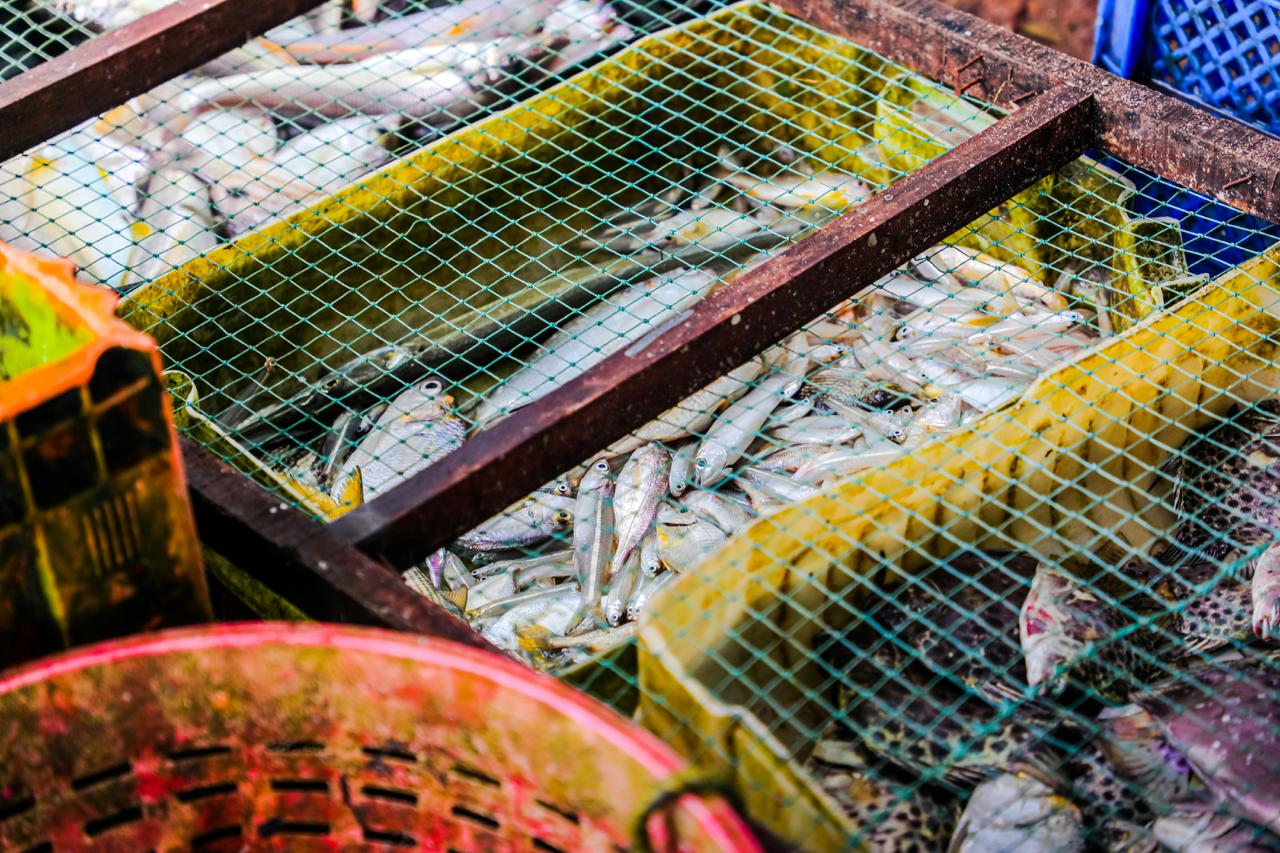 Ethical Aquaculture & Fisheries